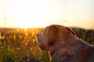 National Pet Memorial Day