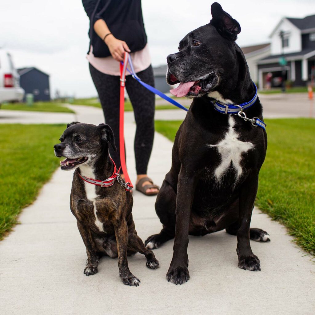 Waterproof Reflective Leashes On Two Dogs