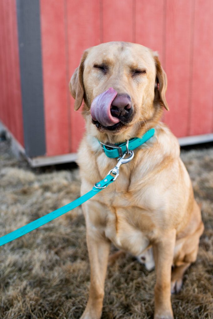 Waterproof Leash On Dog