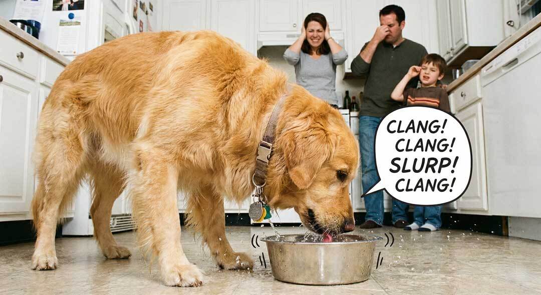 Golden retriever drinking from water bowl with dog ID tags making noise