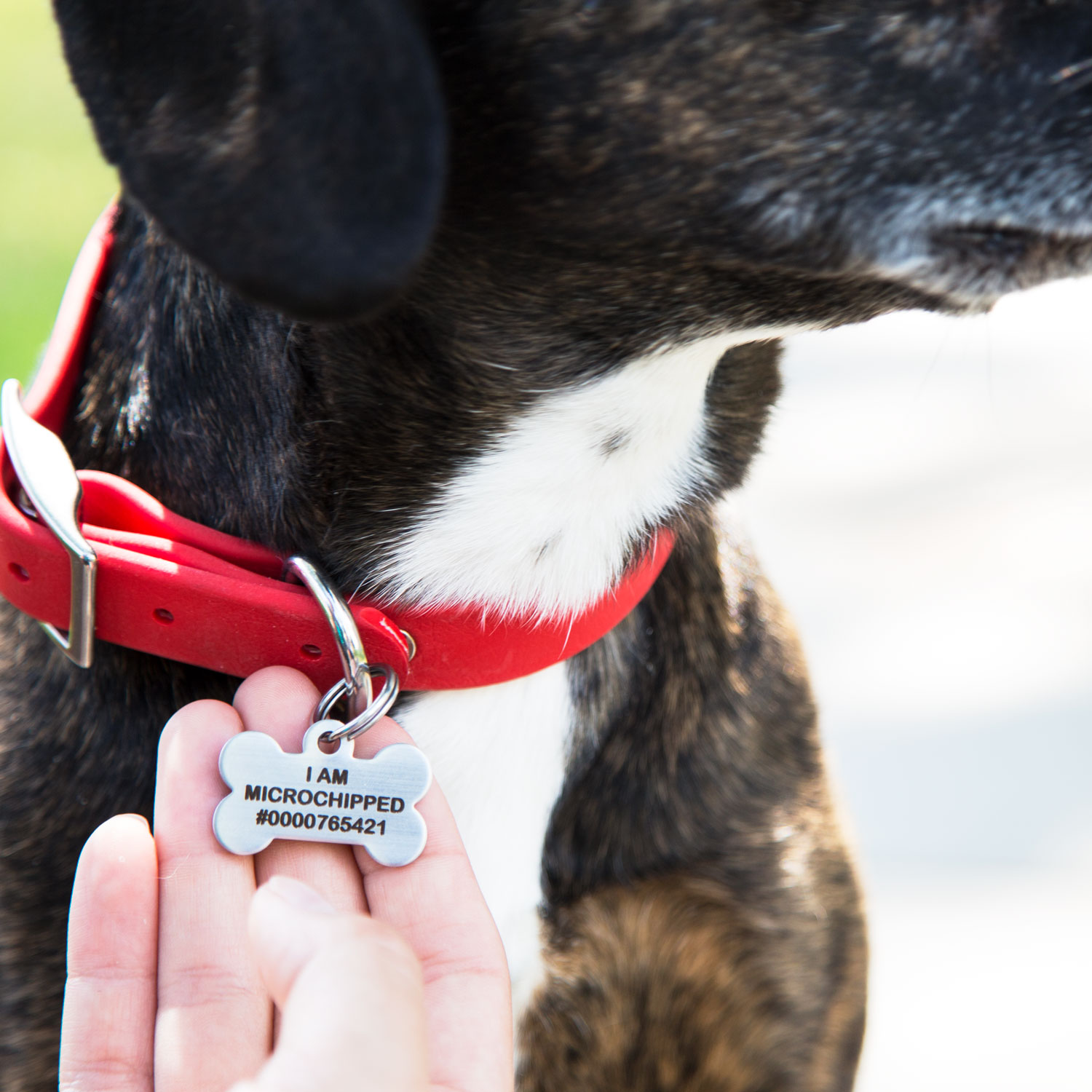 Dog with tag that includes Microchip number