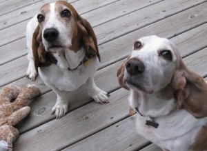 Two dogs standing on a dock