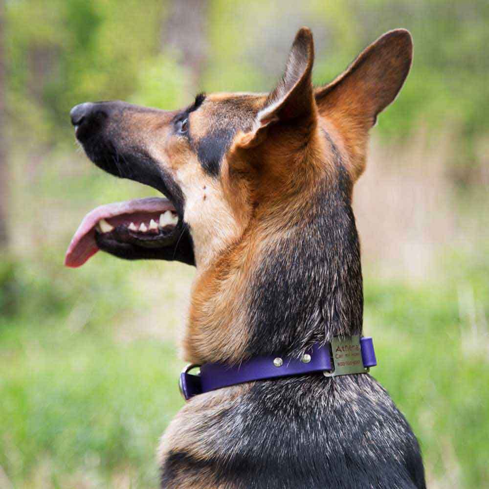 Purple waterproof ScruffTag Collar on German Shepherd