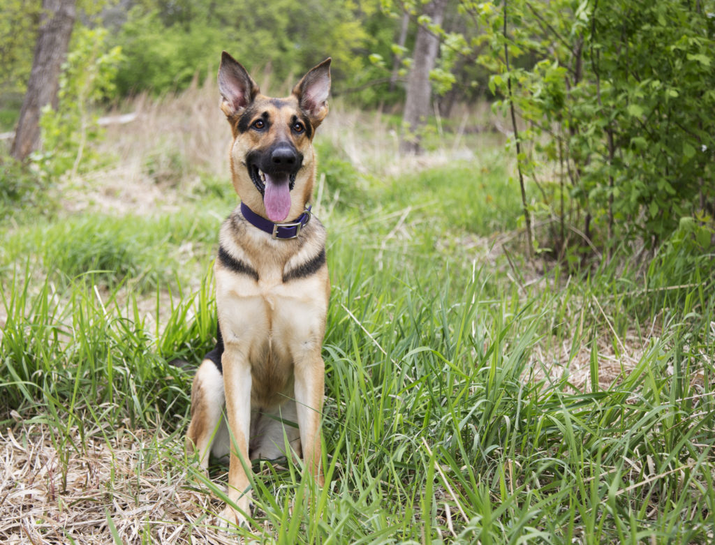 Dog with waterproof collar in grass