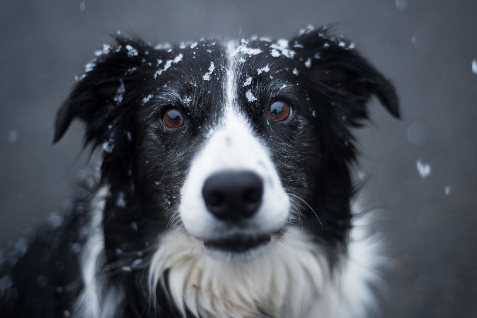 Border Collie Face