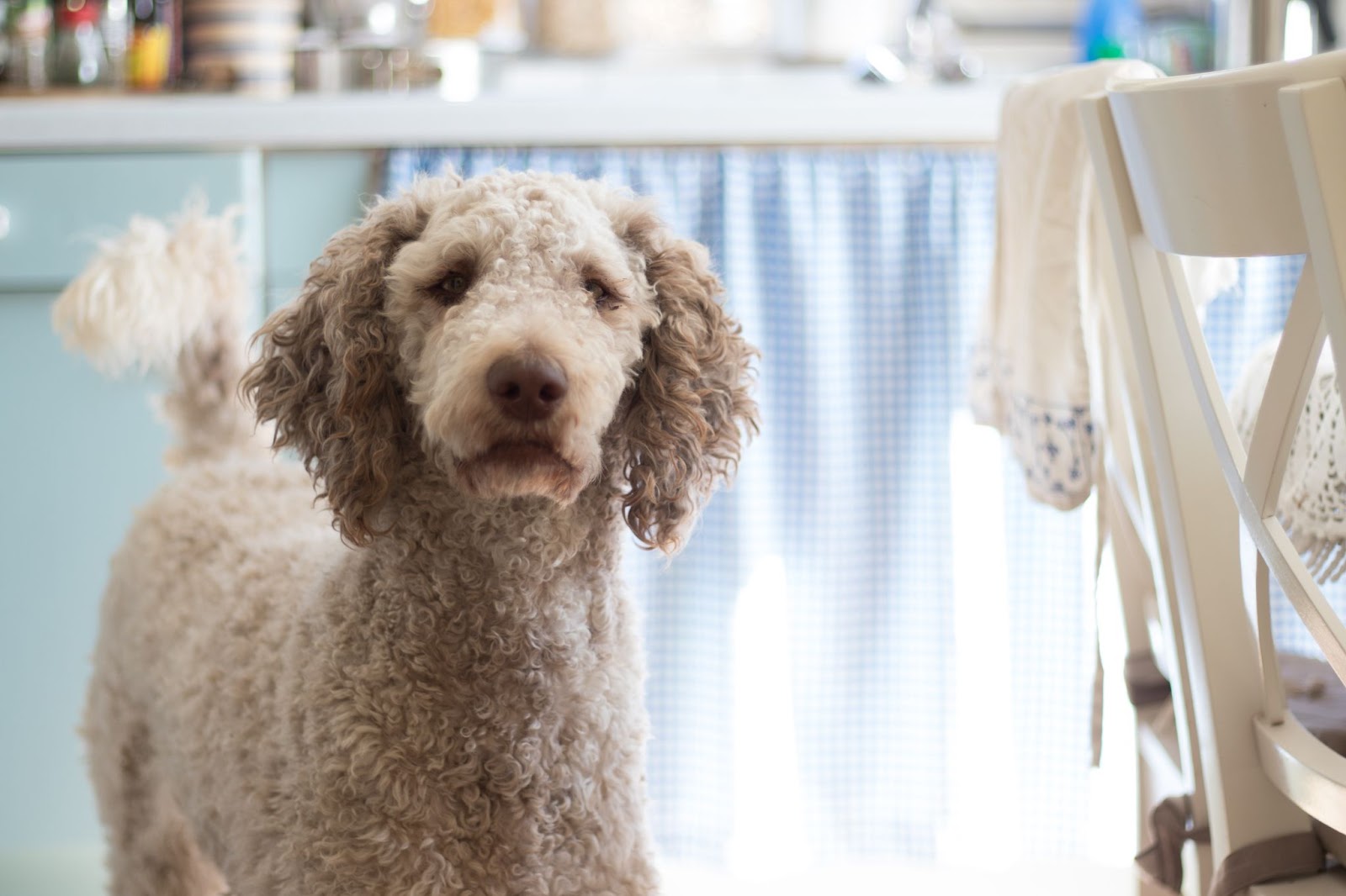Standard Poodle Dog