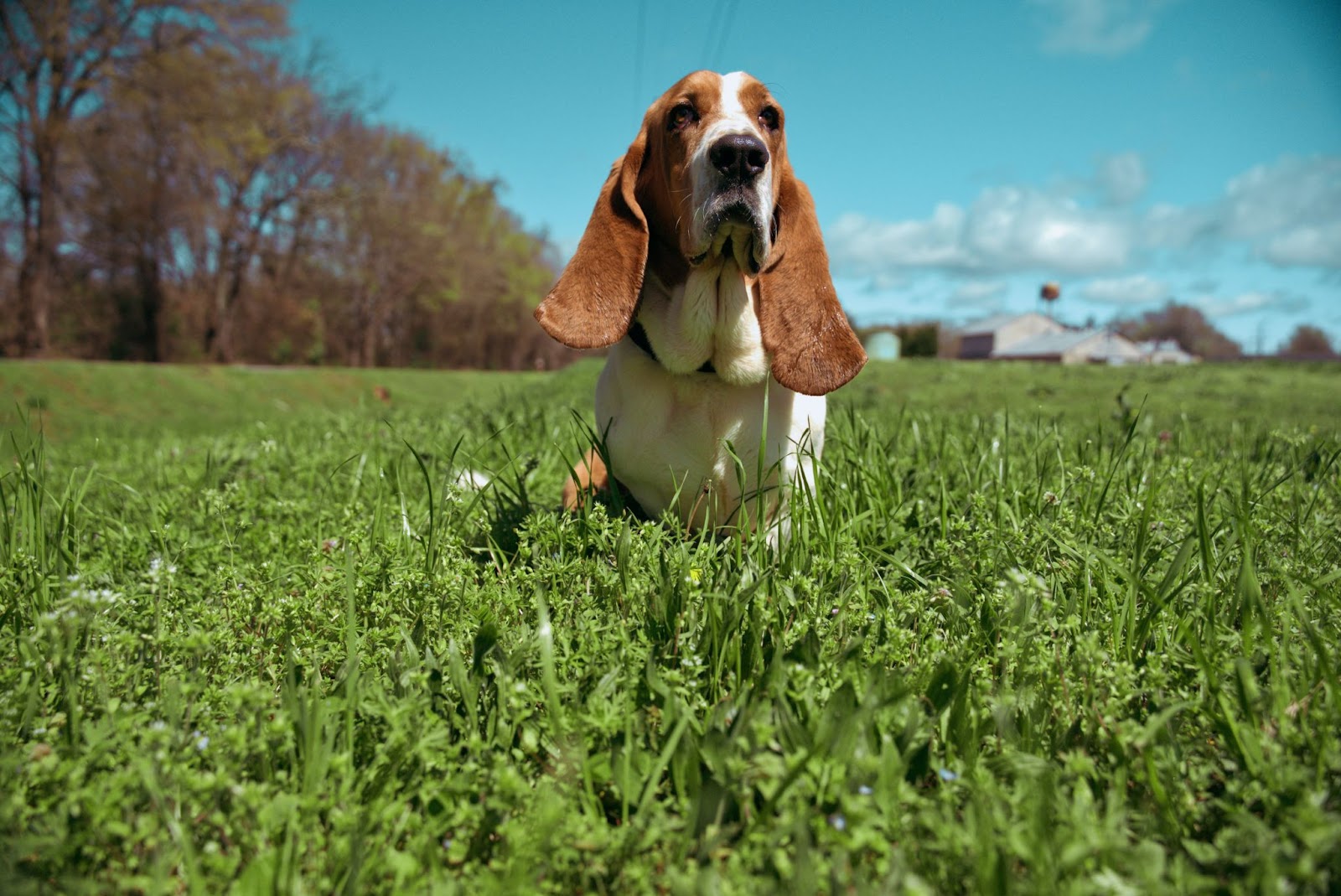 Basset Hound Dog