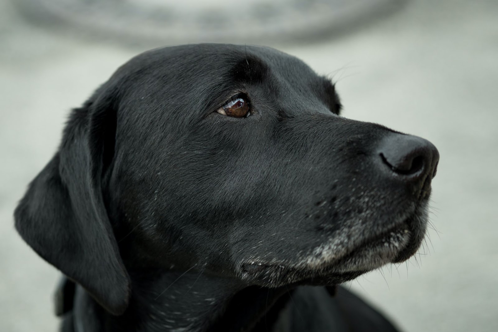 Labrador Retriever Dog