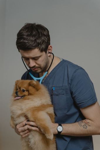 Vet with a dog