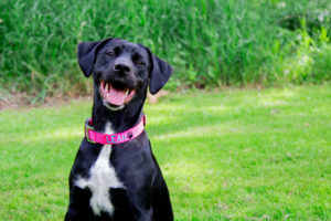 Dog Wearing Paw Design Collar