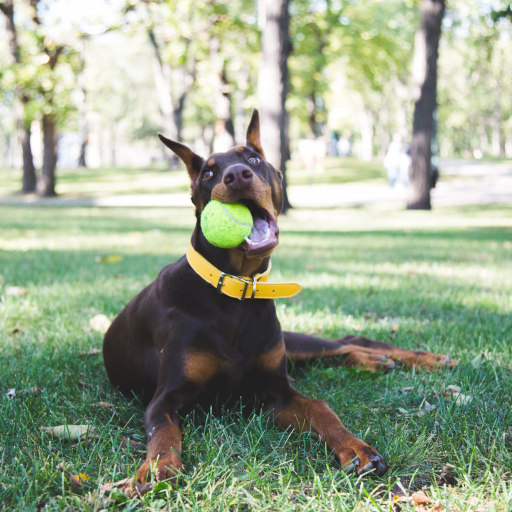 Dog playing with tennis ball