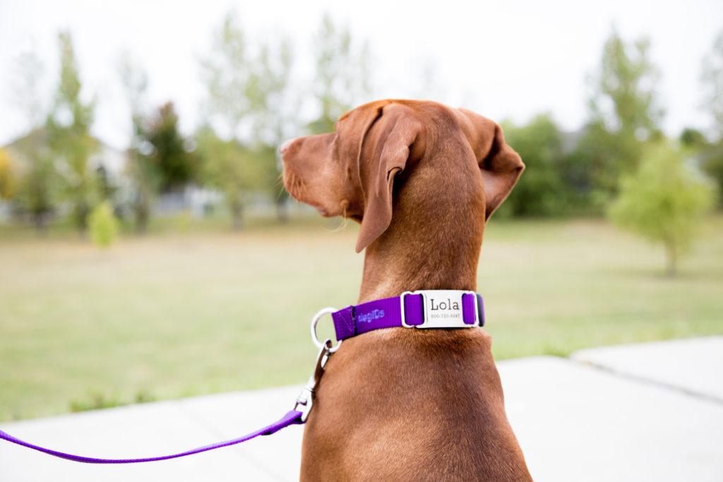 Dog wearing nylon ScruffTag collar