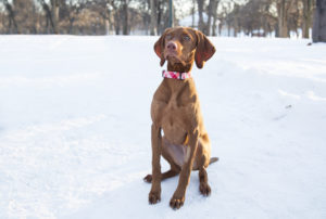 Dog sitting in the snow