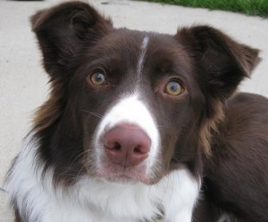 Pixie the border collie