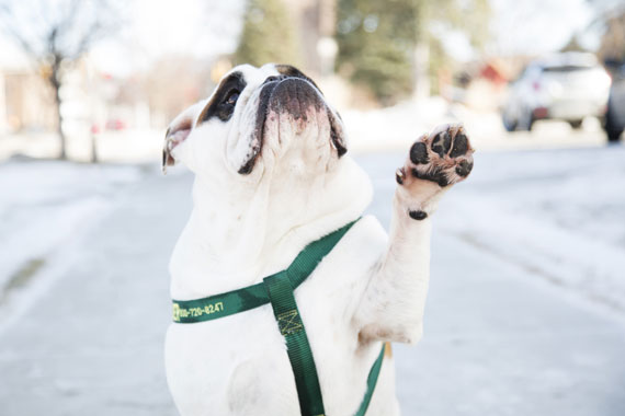 a white pug in a green harness paws at the camera