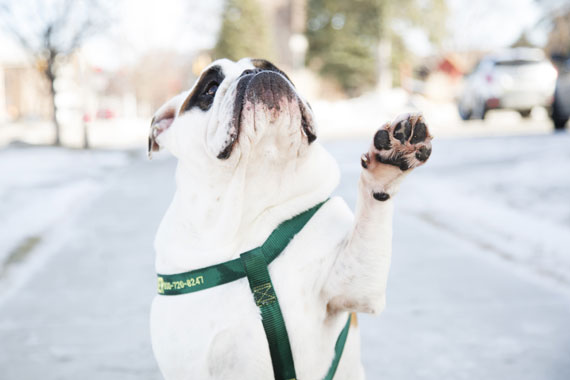 Collar to stop dog hot sale whining