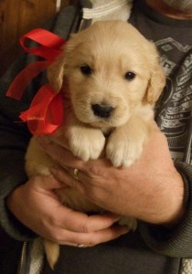 Puppy