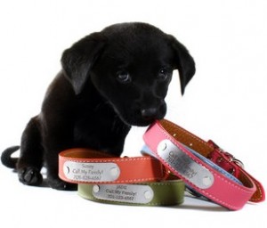 Personalized collars from dogIDs
