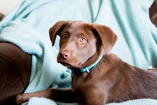 puppy wearing blue leather collar