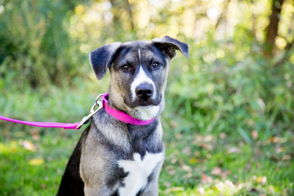 Dog wearing nylon collar