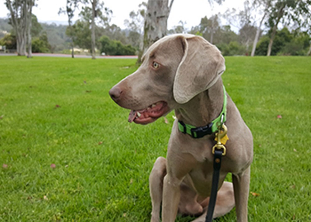 Dog in park