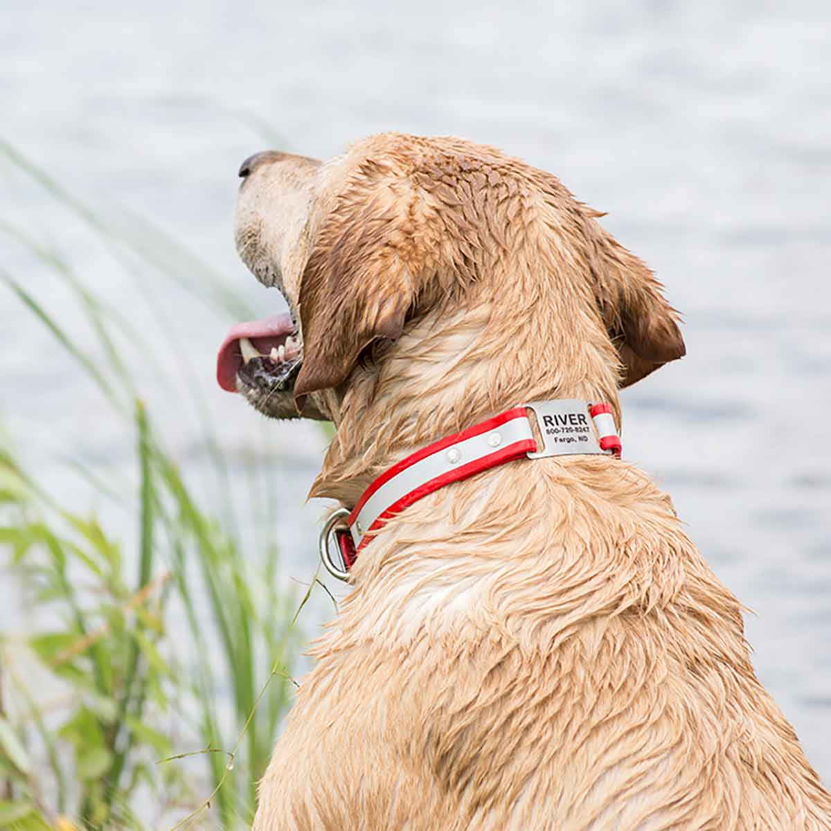 Waterproof Reflective ScruffTag Collar