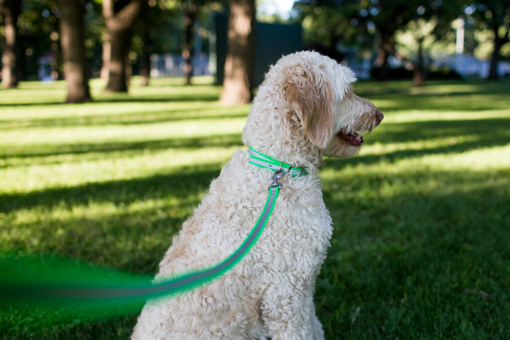 Waterproof Reflective Leash On Dog