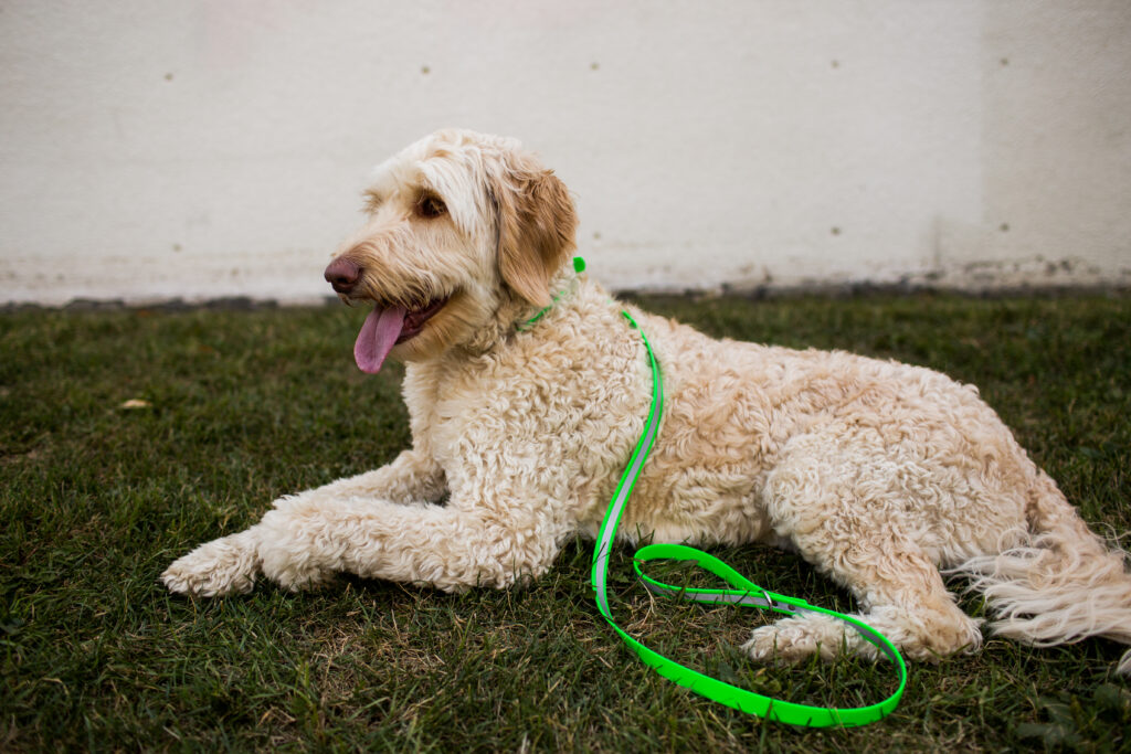 Reflective Waterproof Dog Leash