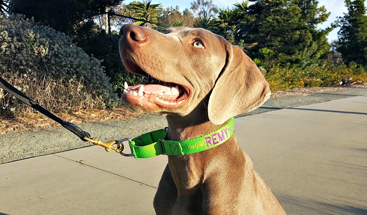 dogIDs Embroidered Martingale Collar