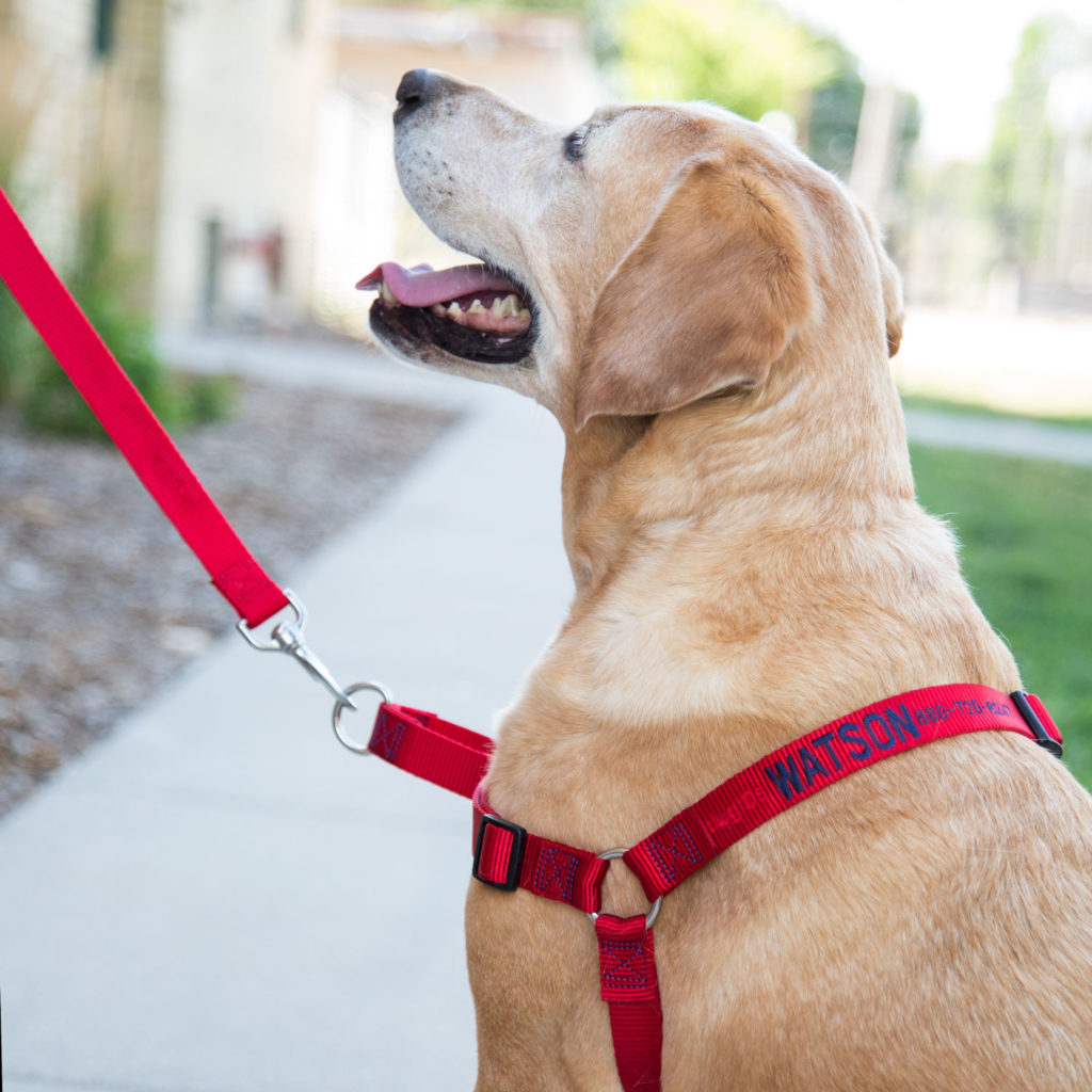 Dog wearing no pull embroidered nylon harness