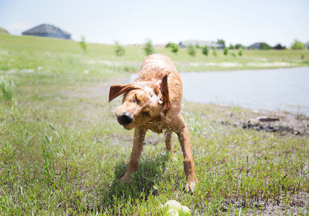 dog shaking water