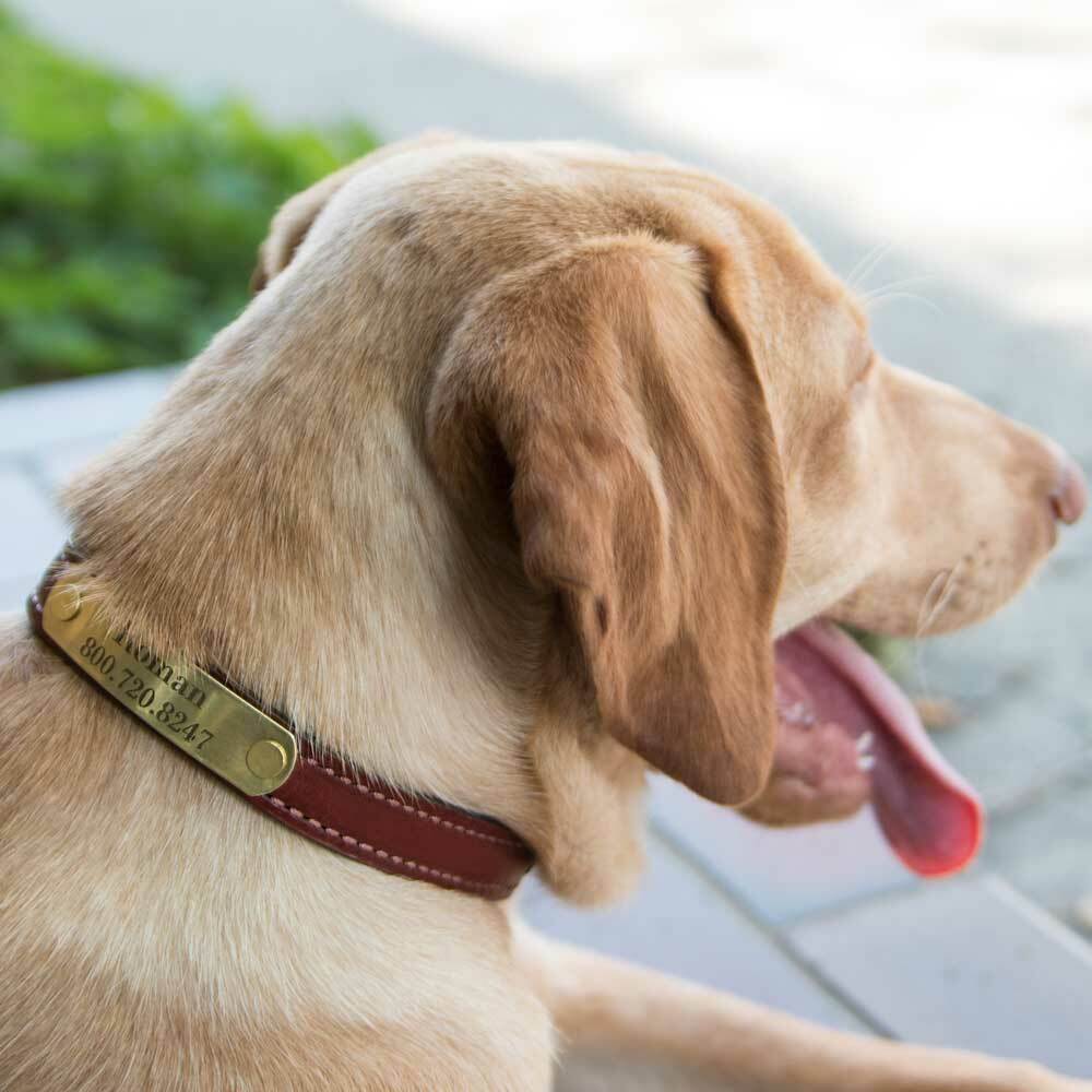 Personalized Leather NamePlate Collar on Yellow Lab