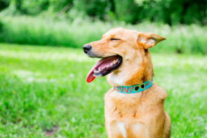 Dog Wearing Sunshine Nylon Collar