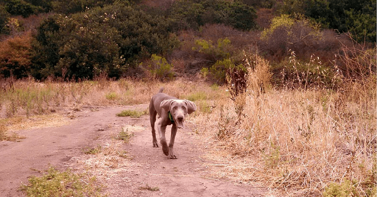 Weimaraner walking down path