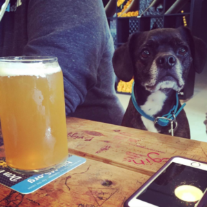 Dog looking over table