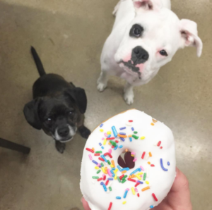 Dogs looking at donut
