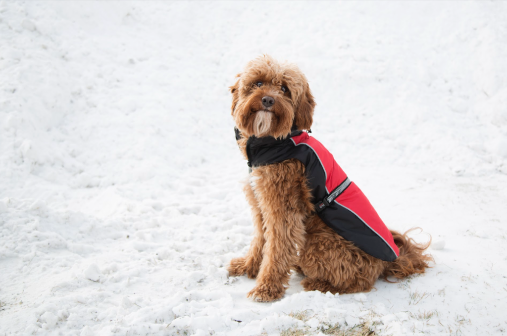Winter Dog Coat 