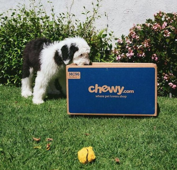 Photo Courtesy @chewy