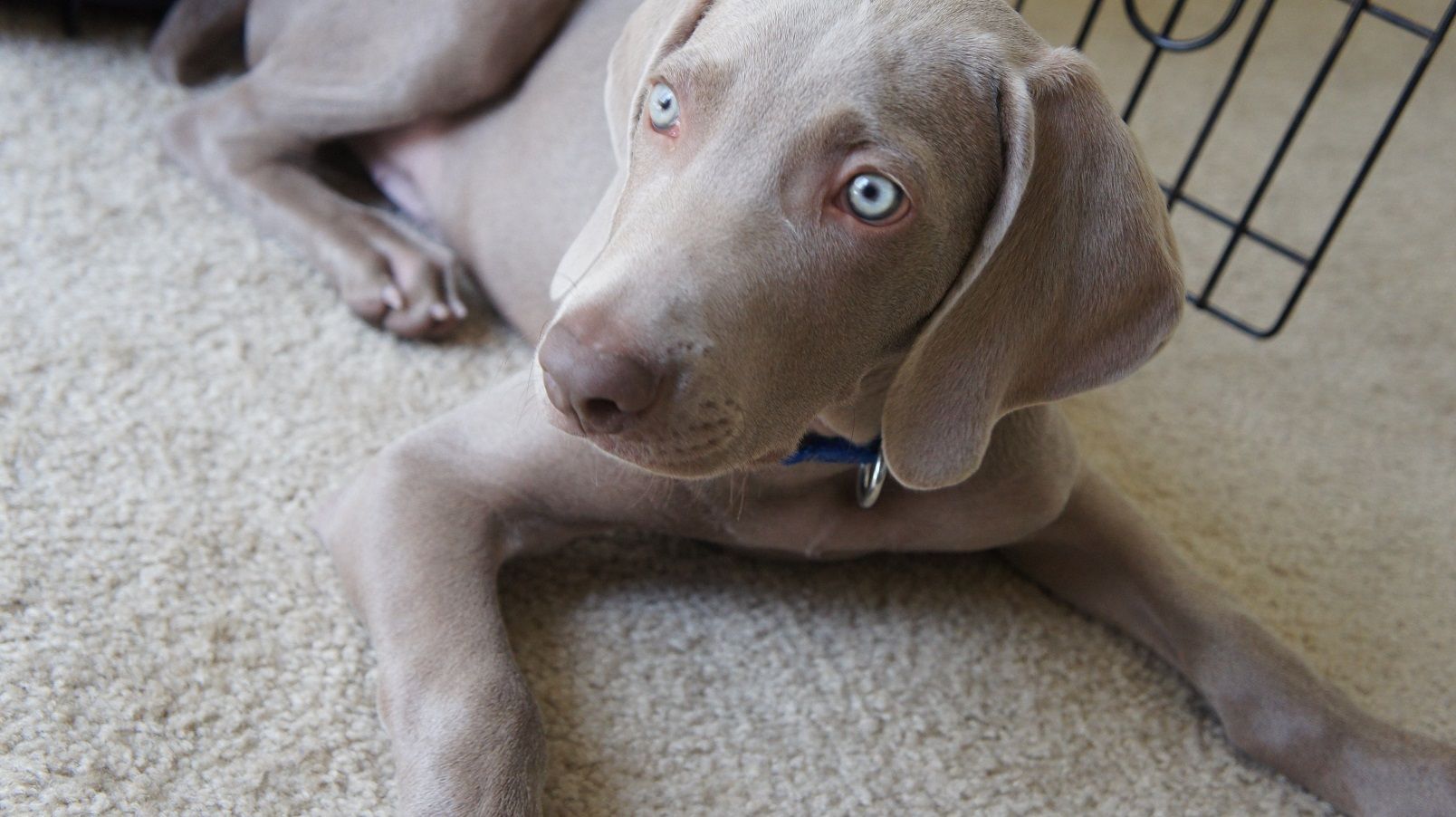 Dog in living room