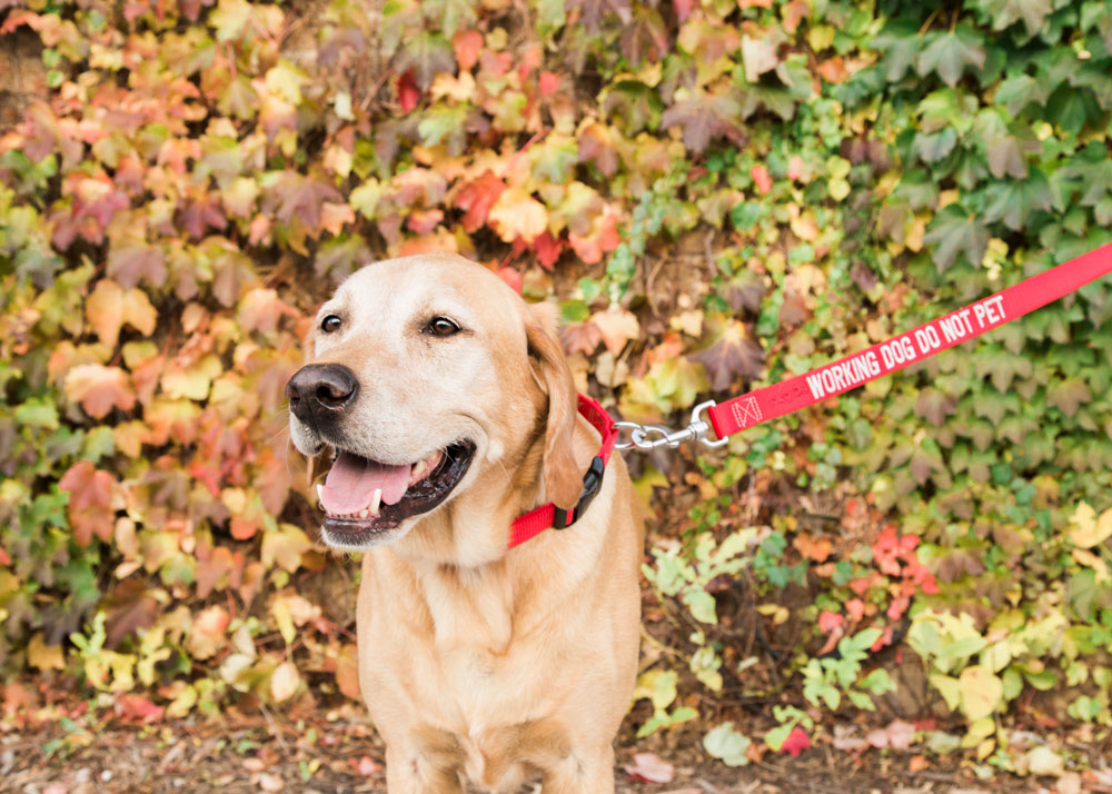 Dog with Working Dog Leash