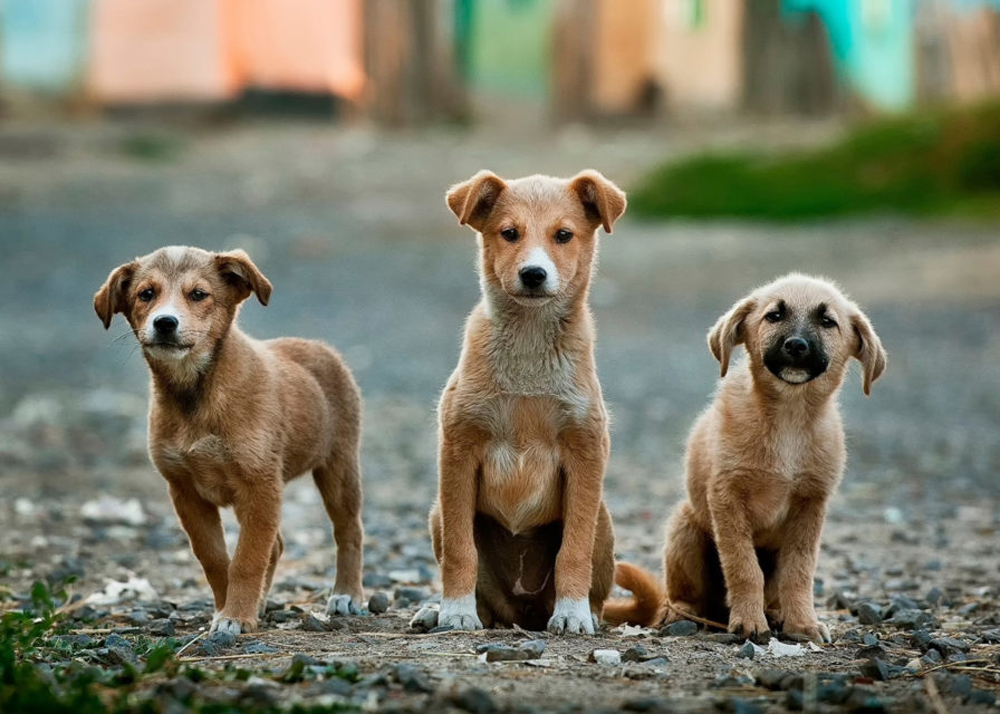 Group of dogs on the road