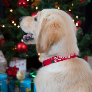 Dog Wearing Christmas Nylon Collar