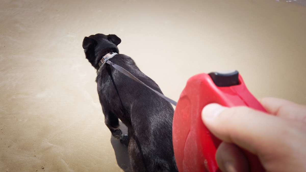 Point of view photo of a person walking a black dog on a red retractable dog leash