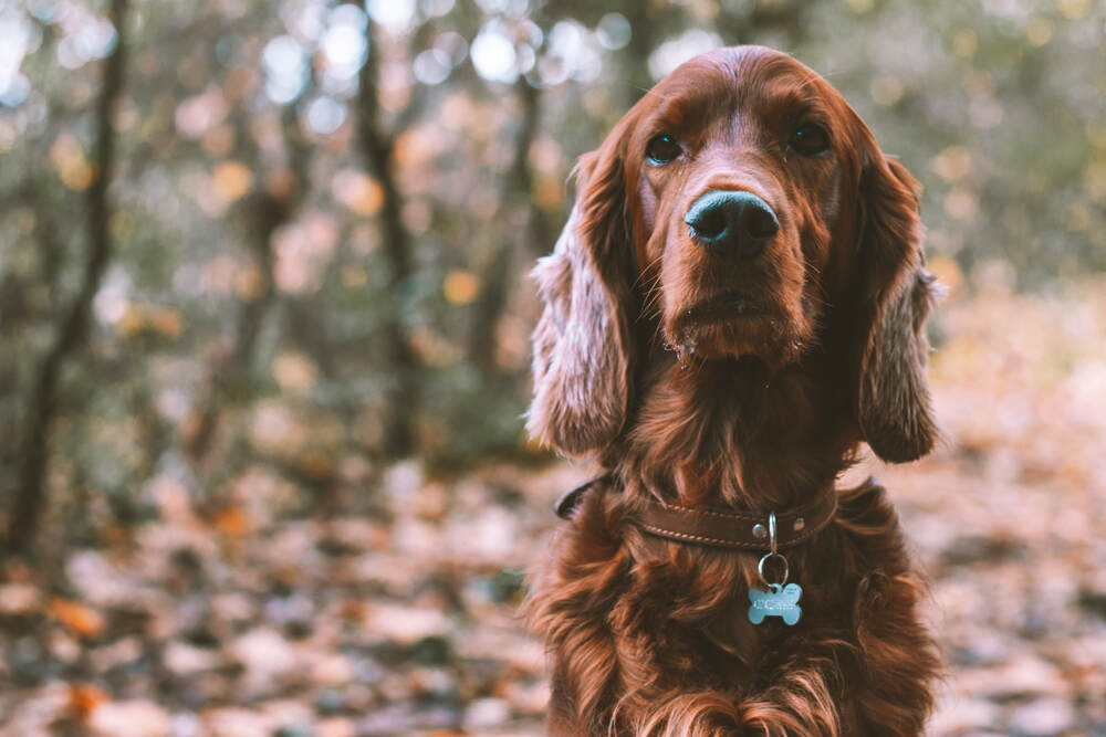 A red setting poses in the woods wearing a stylish dog ID tag