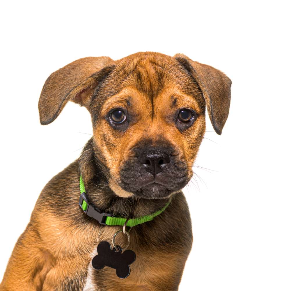 A puppy with a bone-shaped tag