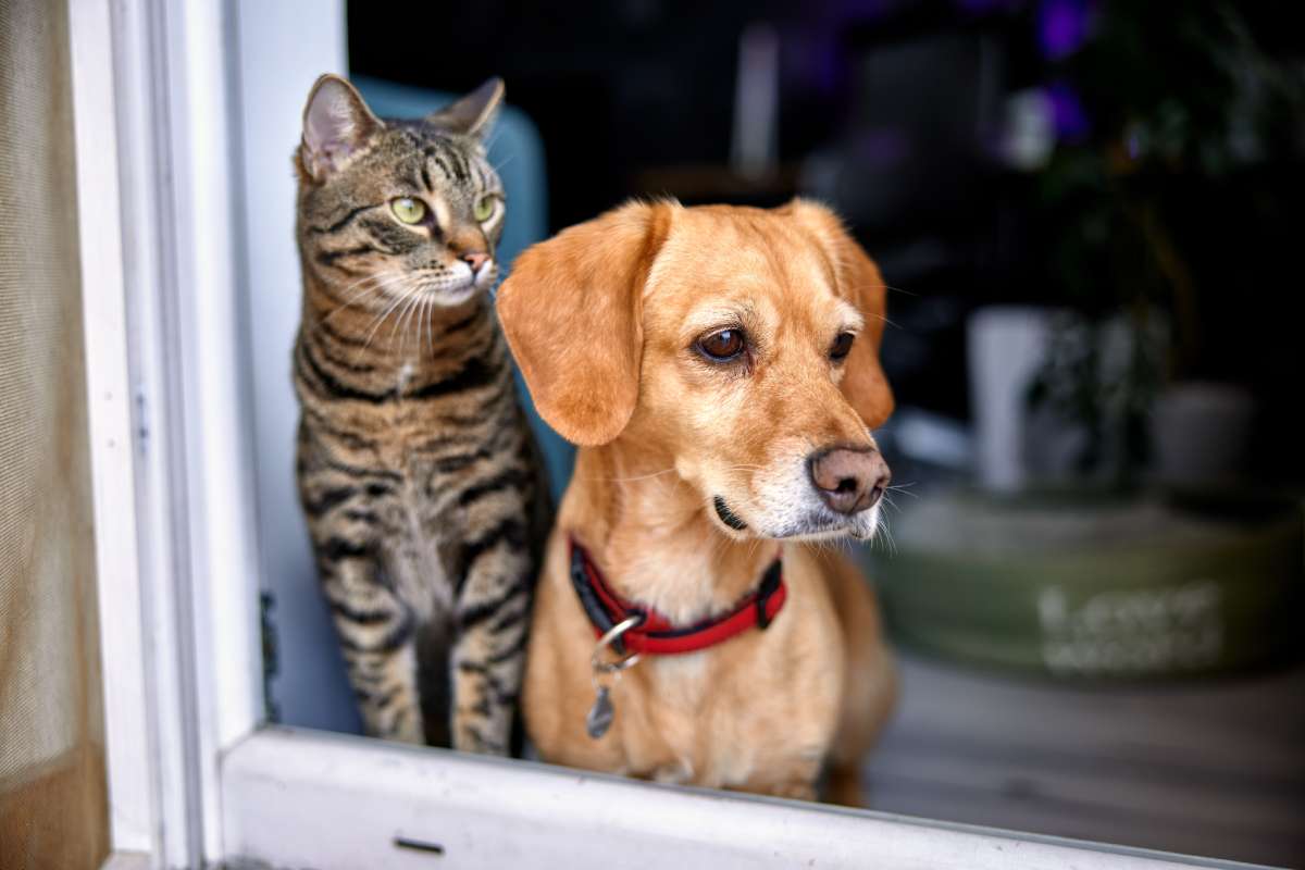 A dog wearing a collar and ID tag, and a cat