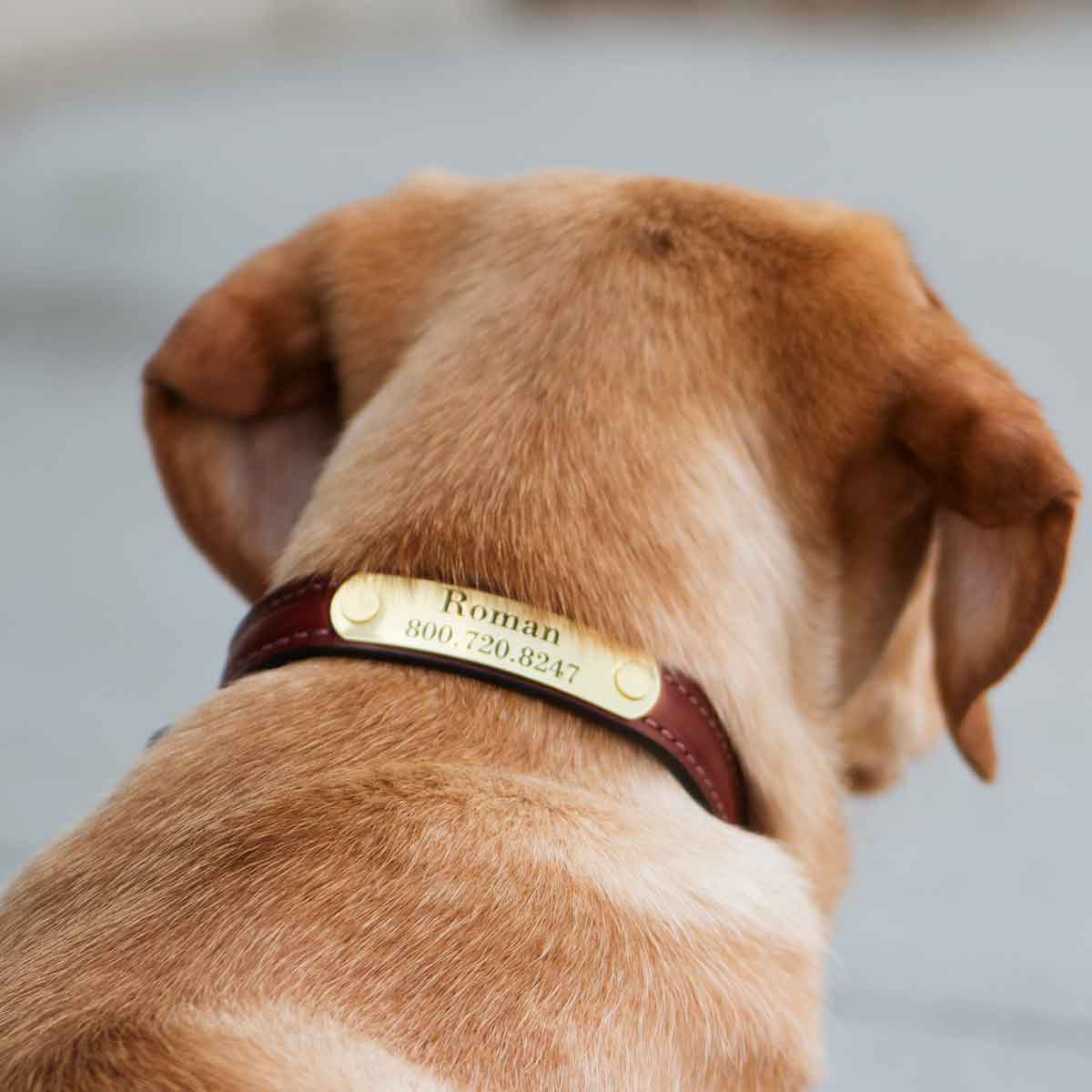 Leather Collar with Personalized Nameplate