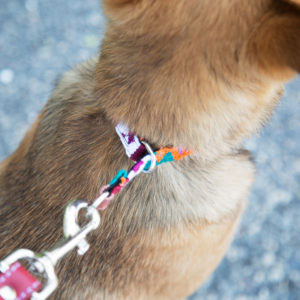 dog wearing a slip collar