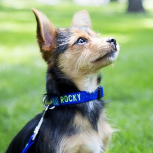 Personalized Nylon Dog Collar on Small Dog Small Dog with Custom Embroidered Nylon Collar