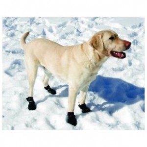 Dog wearing dog boots in the snow